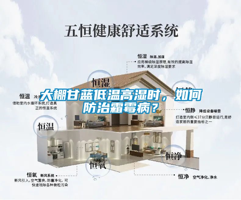 大棚甘藍(lán)低溫高濕時(shí)，如何防治霜霉病？